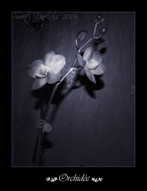 Le Temps Passe ..........